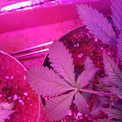 Destiny  growlog photo: LOOKING BEAUTIFUL 😍 👌 