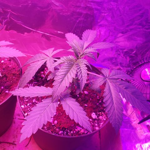 Destiny  growlog photo: LOOKING BEAUTIFUL 😍 👌 