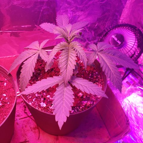 Destiny  growlog photo: LOOKING BEAUTIFUL 😍 👌 