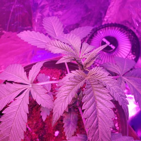 Destiny  growlog photo: LOOKING BEAUTIFUL 😍 👌 