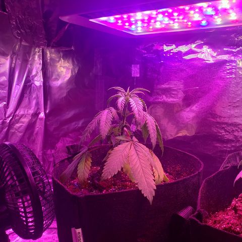 Destiny  growlog photo: Looking droopy