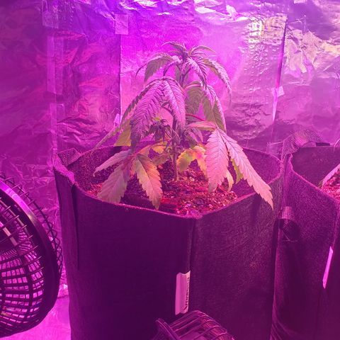 Destiny  growlog photo: Looking droopy