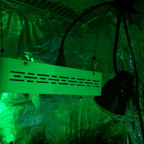 Destiny  growlog photo: I brought this Bag of Epsum salt they were NOT looking good,
"SULFER DEFICIENCY"
I fixed the Lamp springs. And the Black lamp also.