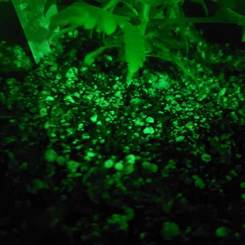 Destiny  growlog photo: I brought this Bag of Epsum salt they were NOT looking good,
"SULFER DEFICIENCY"
I fixed the Lamp springs. And the Black lamp also.