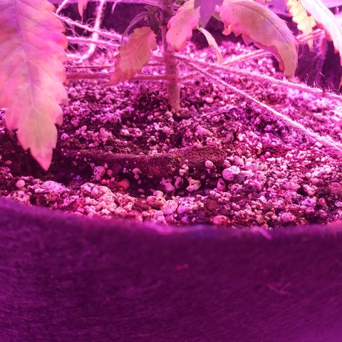 Destiny  growlog photo: Gave vitamins last night, at 3pm gave water, order new Tent and heating pad for seedings