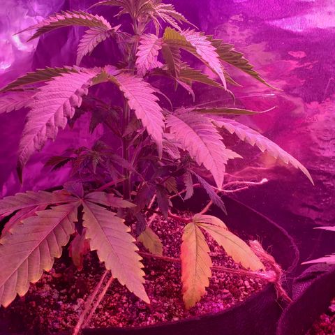 Destiny  growlog photo: Gave vitamins last night, at 3pm gave water, order new Tent and heating pad for seedings