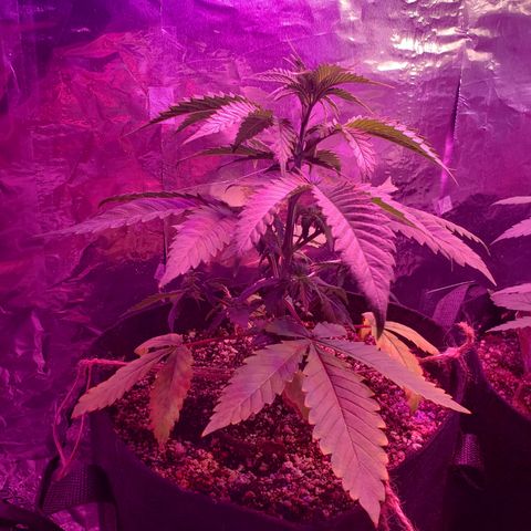 Destiny  growlog photo: Gave vitamins last night, at 3pm gave water, order new Tent and heating pad for seedings