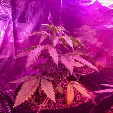 Destiny  growlog photo: Gave vitamins last night, at 3pm gave water, order new Tent and heating pad for seedings
