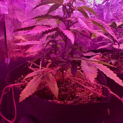Destiny  growlog photo: Gave vitamins last night, at 3pm gave water, order new Tent and heating pad for seedings