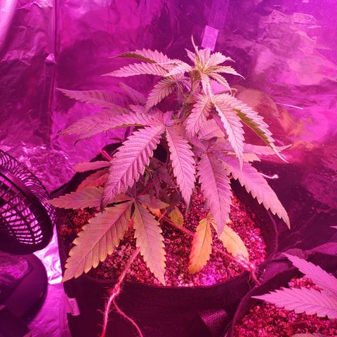 Destiny  growlog photo: Gave vitamins last night, at 3pm gave water, order new Tent and heating pad for seedings
