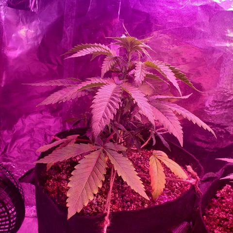 Destiny  growlog photo: Gave vitamins last night, at 3pm gave water, order new Tent and heating pad for seedings