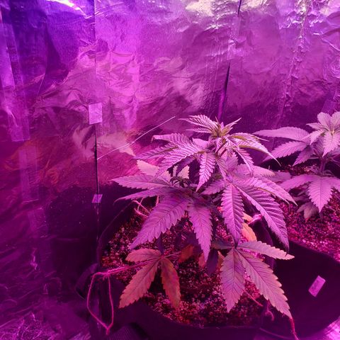 Destiny  growlog photo: Gave vitamins last night, at 3pm gave water, order new Tent and heating pad for seedings