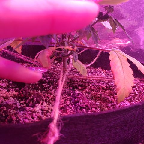 Destiny  growlog photo: Gave vitamins last night, at 3pm gave water, order new Tent and heating pad for seedings