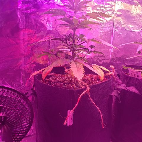 Destiny  growlog photo: I noticed a "POTASSIUM DEFICIENCY"