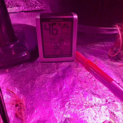 Destiny  growlog photo: I noticed a "POTASSIUM DEFICIENCY"