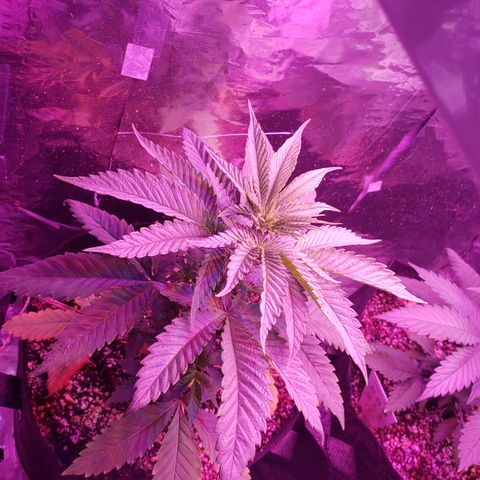 Destiny  growlog photo: I noticed a "POTASSIUM DEFICIENCY"