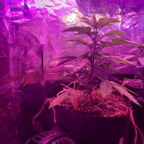 Destiny  growlog photo: I noticed a "POTASSIUM DEFICIENCY"