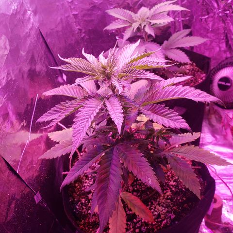 Destiny  growlog photo: I noticed a "POTASSIUM DEFICIENCY"