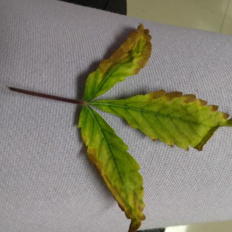 Destiny  growlog photo: I Trimmed Destiny for the 1st time ever when James came over, her 1st two base leaves.