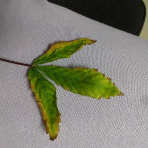 Destiny  growlog photo: I Trimmed Destiny for the 1st time ever when James came over, her 1st two base leaves.