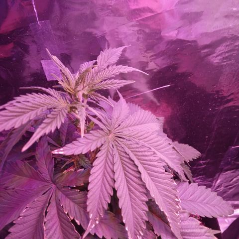 Destiny  growlog photo: Trimmed Destiny, lets see what happens If she likes this process, "this is all new to me and I cant wait to see what happens😏💞♀️♀️