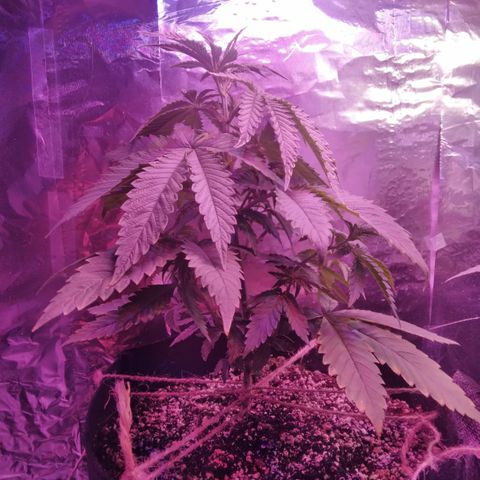 Destiny  growlog photo: Trimmed Destiny, lets see what happens If she likes this process, "this is all new to me and I cant wait to see what happens😏💞♀️♀️
