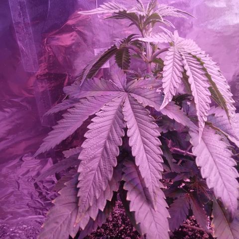 Destiny  growlog photo: Trimmed Destiny, lets see what happens If she likes this process, "this is all new to me and I cant wait to see what happens😏💞♀️♀️