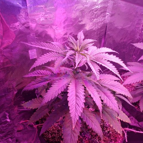 Destiny  growlog photo: Fed Potassium Liquid mix last night and Gave water just now to both. To absorb better the nutrients from last night. 