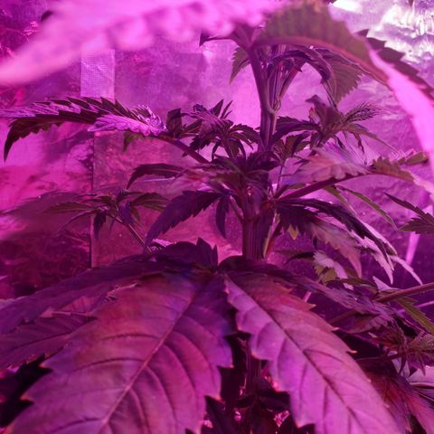 Destiny  growlog photo: Fed Potassium Liquid mix last night and Gave water just now to both. To absorb better the nutrients from last night. 