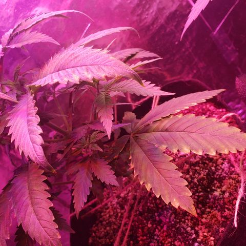 Destiny  growlog photo: Fed Potassium Liquid mix last night and Gave water just now to both. To absorb better the nutrients from last night. 