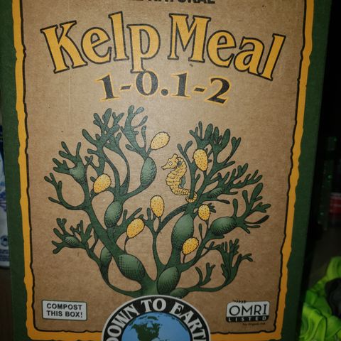 Destiny  growlog photo: Gave Girls 1 Tbsp. Top dressing of Kelp then water.