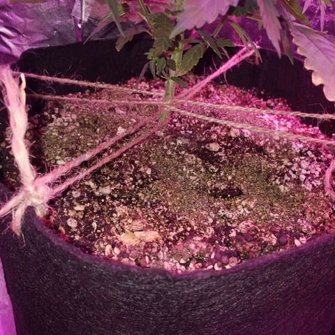 Destiny  growlog photo: Gave Girls 1 Tbsp. Top dressing of Kelp then water.