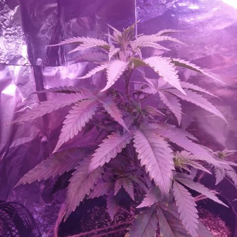 Destiny  growlog photo: Looking good