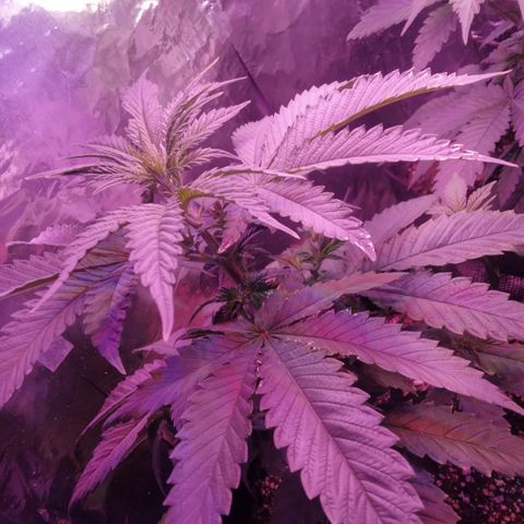 Destiny  growlog photo: Looking good