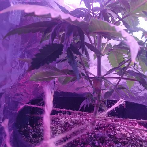 Destiny  growlog photo: Looking good