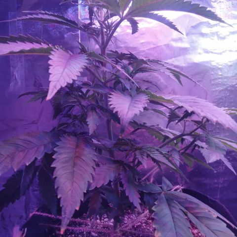 Destiny  growlog photo: Looking good