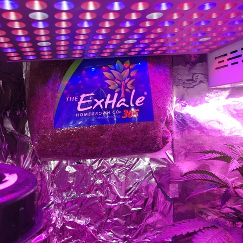 Destiny  growlog photo: Added this, itll take 30 days to develop.
April 3 should be Cured.