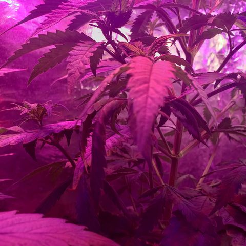 Destiny  growlog photo: Whats wrong still