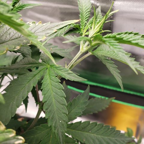 Destiny  growlog photo: Leaves curled Inside ,Because she was Touching the room lamp.
And the next picture, you see a Deficiency. Nitrogen she needs, shes Getting Brown specks near the ridges of the Leaf.