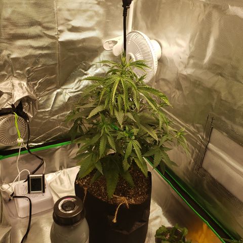 Destiny  growlog photo: Leaves curled Inside ,Because she was Touching the room lamp.
And the next picture, you see a Deficiency. Nitrogen she needs, shes Getting Brown specks near the ridges of the Leaf.