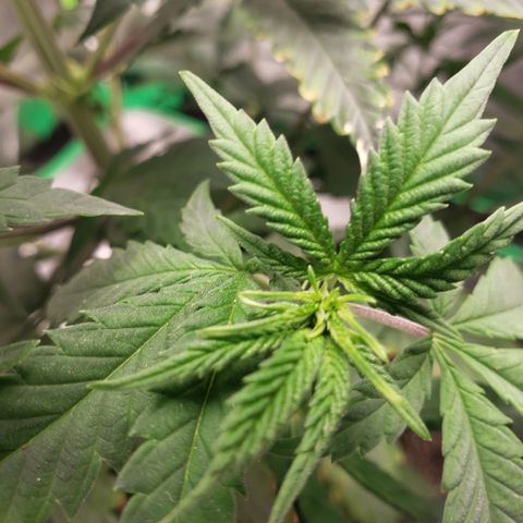 Destiny  growlog photo: Leaves curled Inside ,Because she was Touching the room lamp.
And the next picture, you see a Deficiency. Nitrogen she needs, shes Getting Brown specks near the ridges of the Leaf.