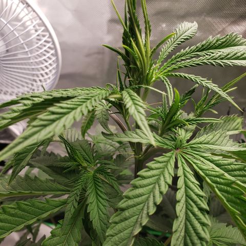 Destiny  growlog photo: Leaves curled Inside ,Because she was Touching the room lamp.
And the next picture, you see a Deficiency. Nitrogen she needs, shes Getting Brown specks near the ridges of the Leaf.