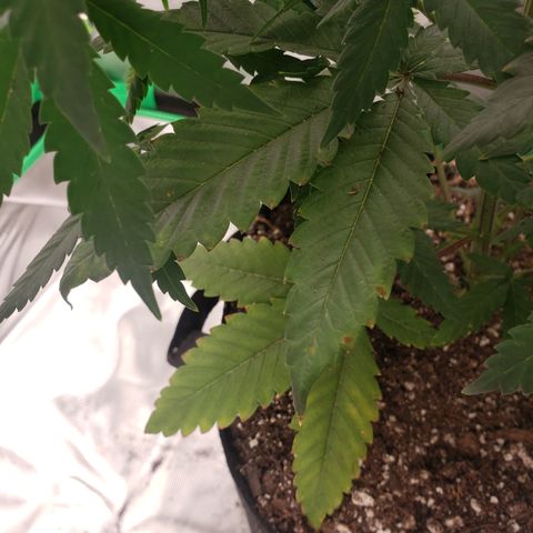 Destiny  growlog photo: Leaves curled Inside ,Because she was Touching the room lamp.
And the next picture, you see a Deficiency. Nitrogen she needs, shes Getting Brown specks near the ridges of the Leaf.