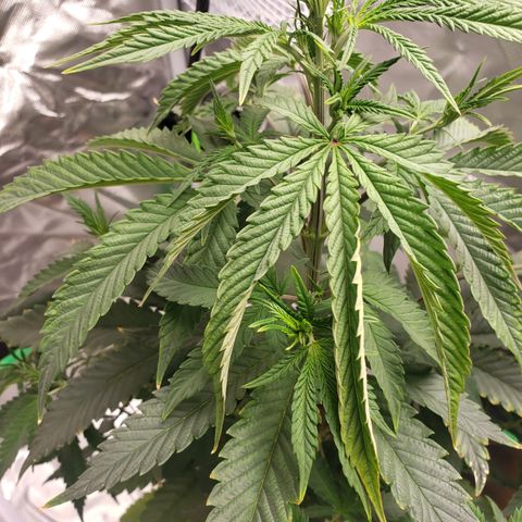 Destiny  growlog photo: Leaves curled Inside ,Because she was Touching the room lamp.
And the next picture, you see a Deficiency. Nitrogen she needs, shes Getting Brown specks near the ridges of the Leaf.