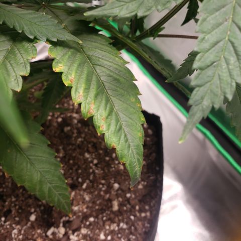 Destiny  growlog photo: Leaves curled Inside ,Because she was Touching the room lamp.
And the next picture, you see a Deficiency. Nitrogen she needs, shes Getting Brown specks near the ridges of the Leaf.