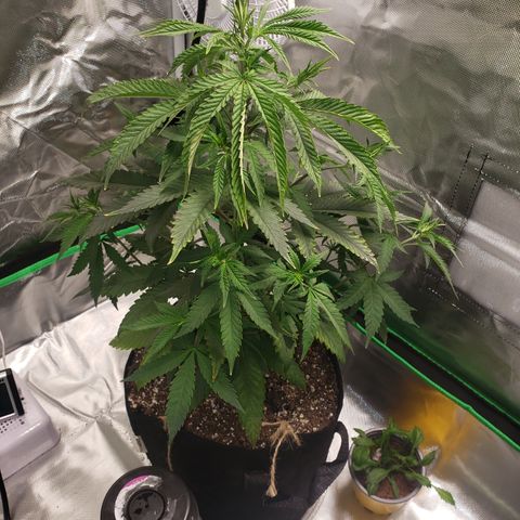 Destiny  growlog photo: Leaves curled Inside ,Because she was Touching the room lamp.
And the next picture, you see a Deficiency. Nitrogen she needs, shes Getting Brown specks near the ridges of the Leaf.
