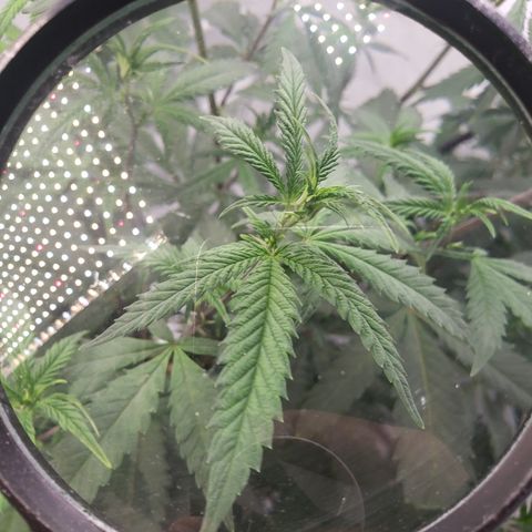 Destiny  growlog photo: Transferred the Girls over here to the New Station, they seem to love it!