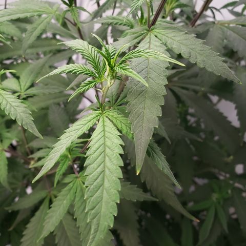 Destiny  growlog photo: Transferred the Girls over here to the New Station, they seem to love it!