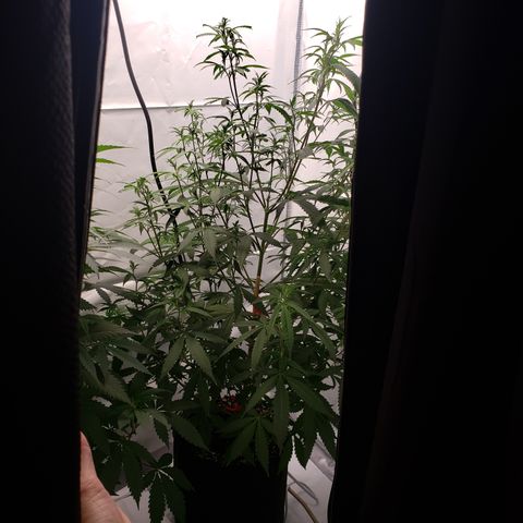 Destiny  growlog photo: Transferred the Girls over here to the New Station, they seem to love it!