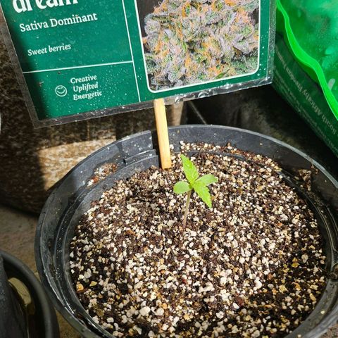Beedee growlog timeline photo